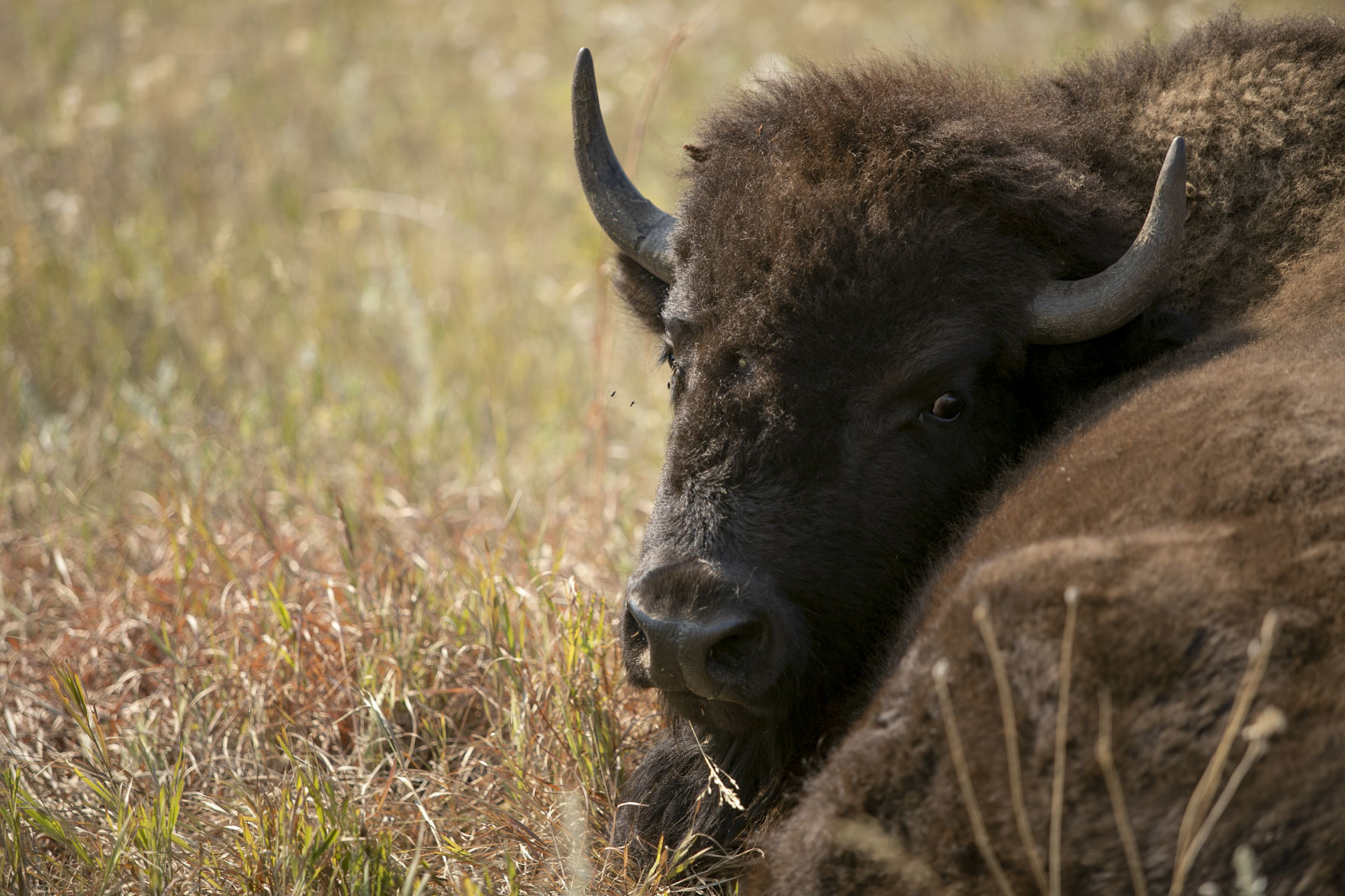 Buffalo Roundup Preview